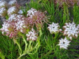 Serruria cygnea flowerheads young